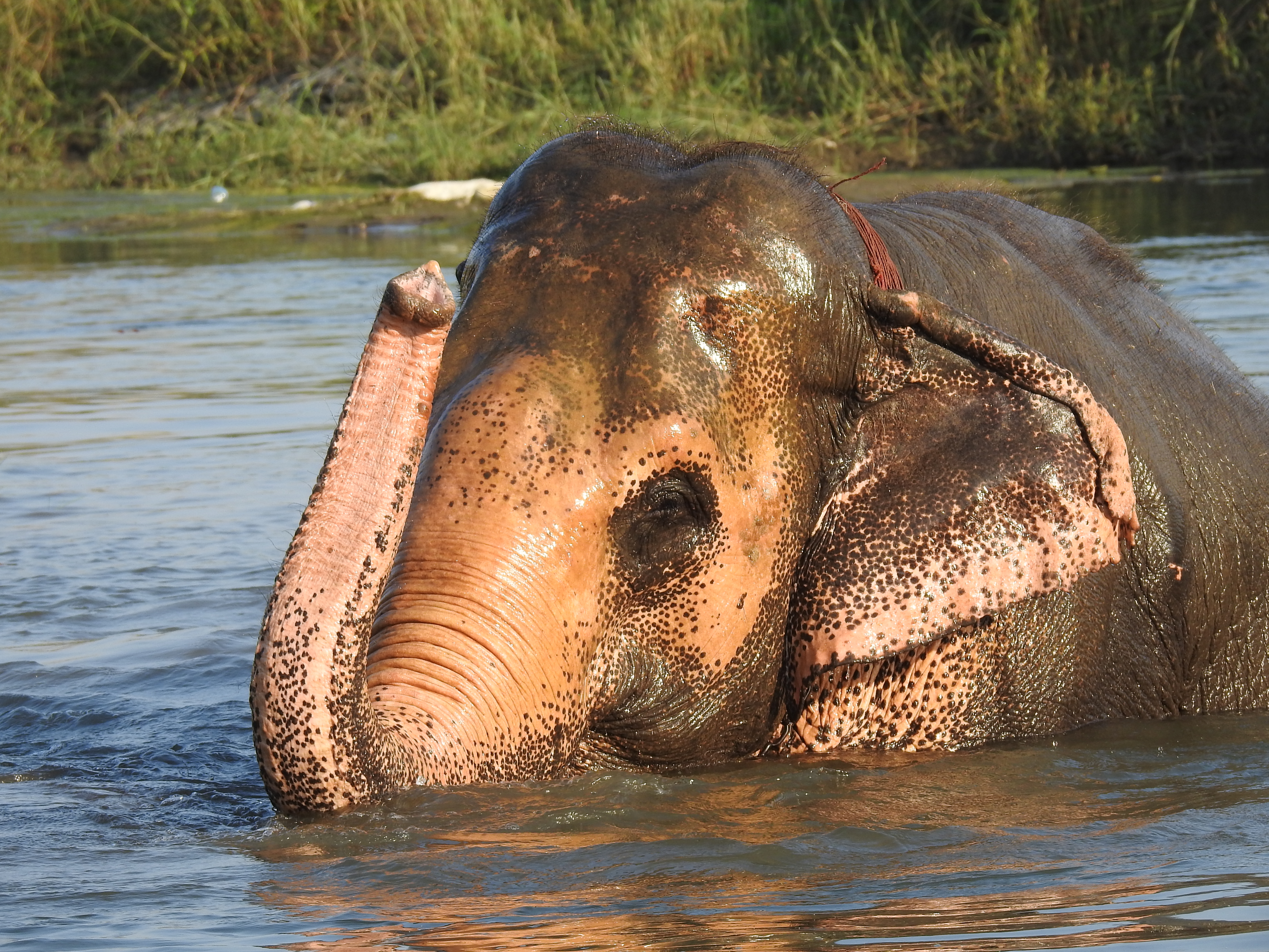 Elephants in sanctuary